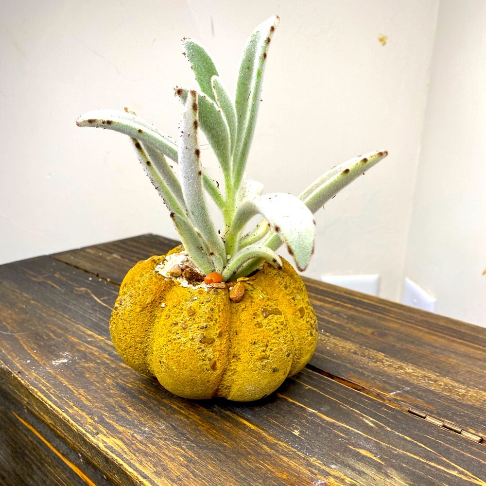 PUMPKIN / PLANTER - Homemade Decor